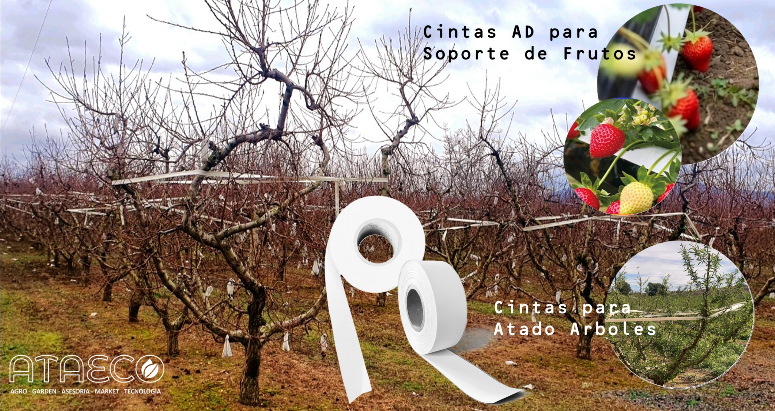 Banner Cintas ATAECO